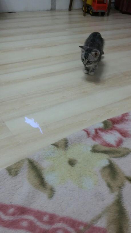 Fanduco Pet Toys Fun LED Laser Mouse Pointer