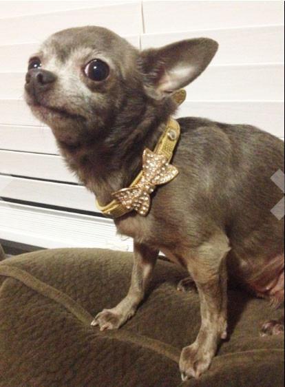 Fanduco Pet Collars Crystal Bow Tie Pet Collar