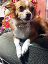 Fanduco Pet Collars Crystal Bow Tie Pet Collar