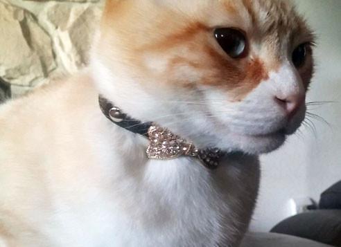 Fanduco Pet Collars Crystal Bow Tie Pet Collar