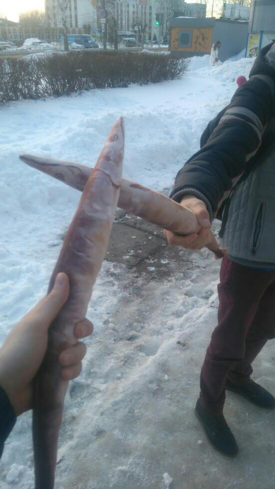 Fanduco Soft Toys Saury Fish Soft Toy
