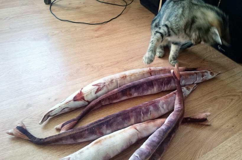 Fanduco Soft Toys Saury Fish Soft Toy