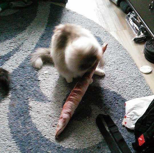 Fanduco Soft Toys Saury Fish Soft Toy